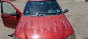 فيات – Fiat البيا – Albea